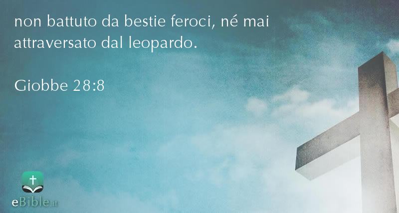 Bibbia Giobbe capitolo 28 versetto 8